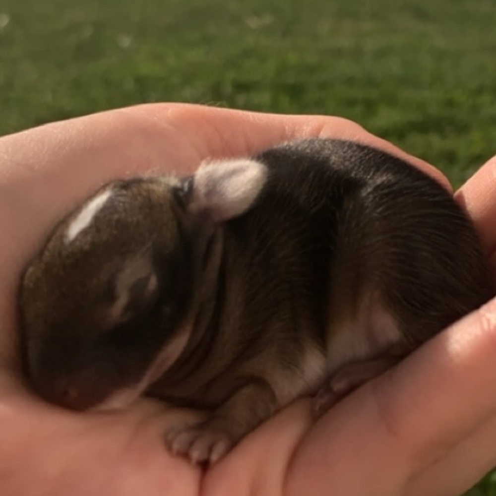 Meet your Posher, Gracie